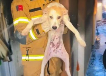 Cachorro é resgatado por bombeiros durante incêndio em casa de Cajazeiras