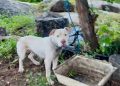Crimes de maus-tratos a animais não devem ser beneficiados com acordos penais, define novo entendimento do MPPB