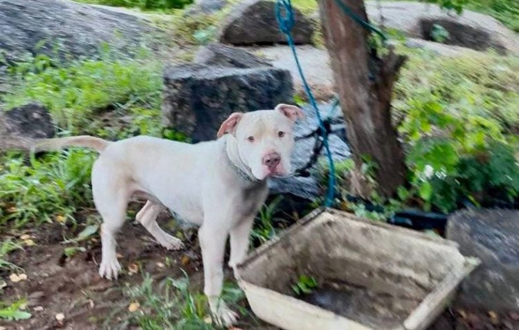 Crimes de maus-tratos a animais não devem ser beneficiados com acordos penais, define novo entendimento do MPPB