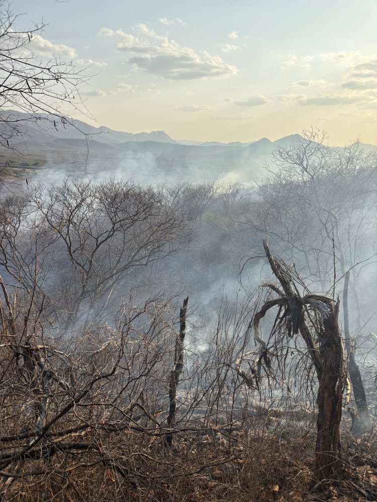 Incêndio florestal no Sertão já dura seis dias e destrói 40% da vegetação em serra