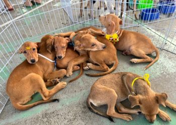 João Pessoa e Campina Grande oferecem vacinação, castração e testes para pets