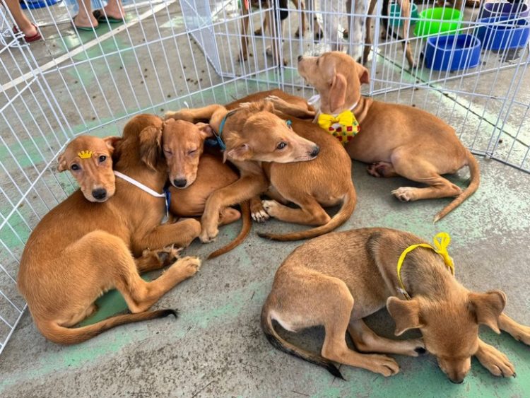 João Pessoa e Campina Grande oferecem vacinação, castração e testes para pets