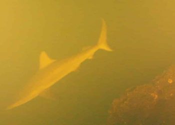 Tubarões no “Sharkcano”: quando a vida insiste em nadar dentro de um vulcão