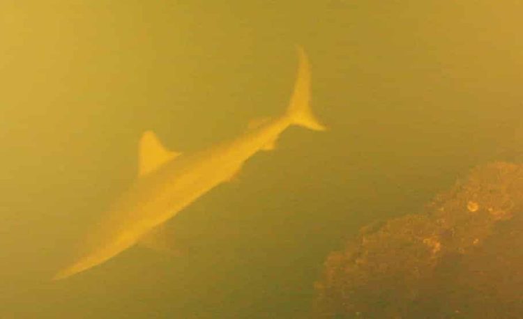 Tubarões no “Sharkcano”: quando a vida insiste em nadar dentro de um vulcão