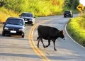 Ministério Público investiga presença de animais soltos em rodovia no Sertão da Paraíba