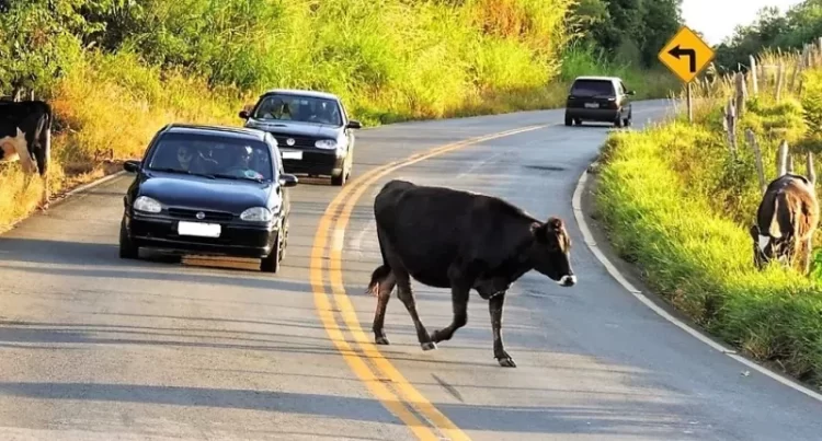 Ministério Público investiga presença de animais soltos em rodovia no Sertão da Paraíba