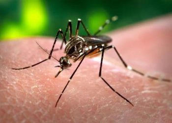 Paraíba registra queda nos casos de dengue, zika e chikungunya em 2025
