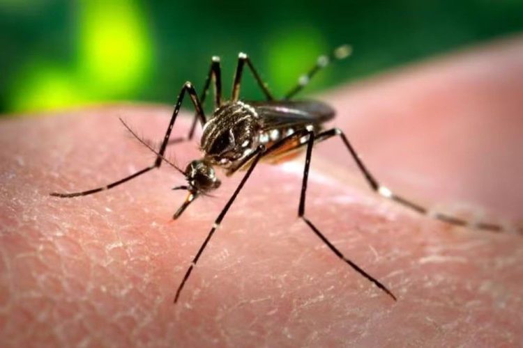 Paraíba registra queda nos casos de dengue, zika e chikungunya em 2025