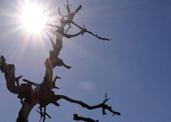 Umidade do ar na Paraíba pode se igualar à do deserto do Saara, alerta Inmet