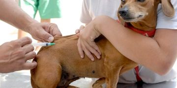 Vacinação contra a raiva mobiliza João Pessoa no Dia D neste sábado