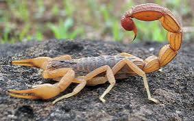 Paraíba registra mais de 2 mil atendimentos por acidentes com escorpiões em 2025